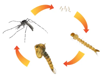 Bild-Tigermücke Lebenszyklus Bild: Tigermücke Lebenszyklus