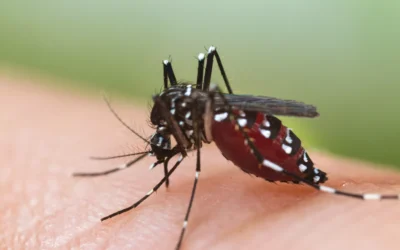 Stopp – Asiatische Tigermücke