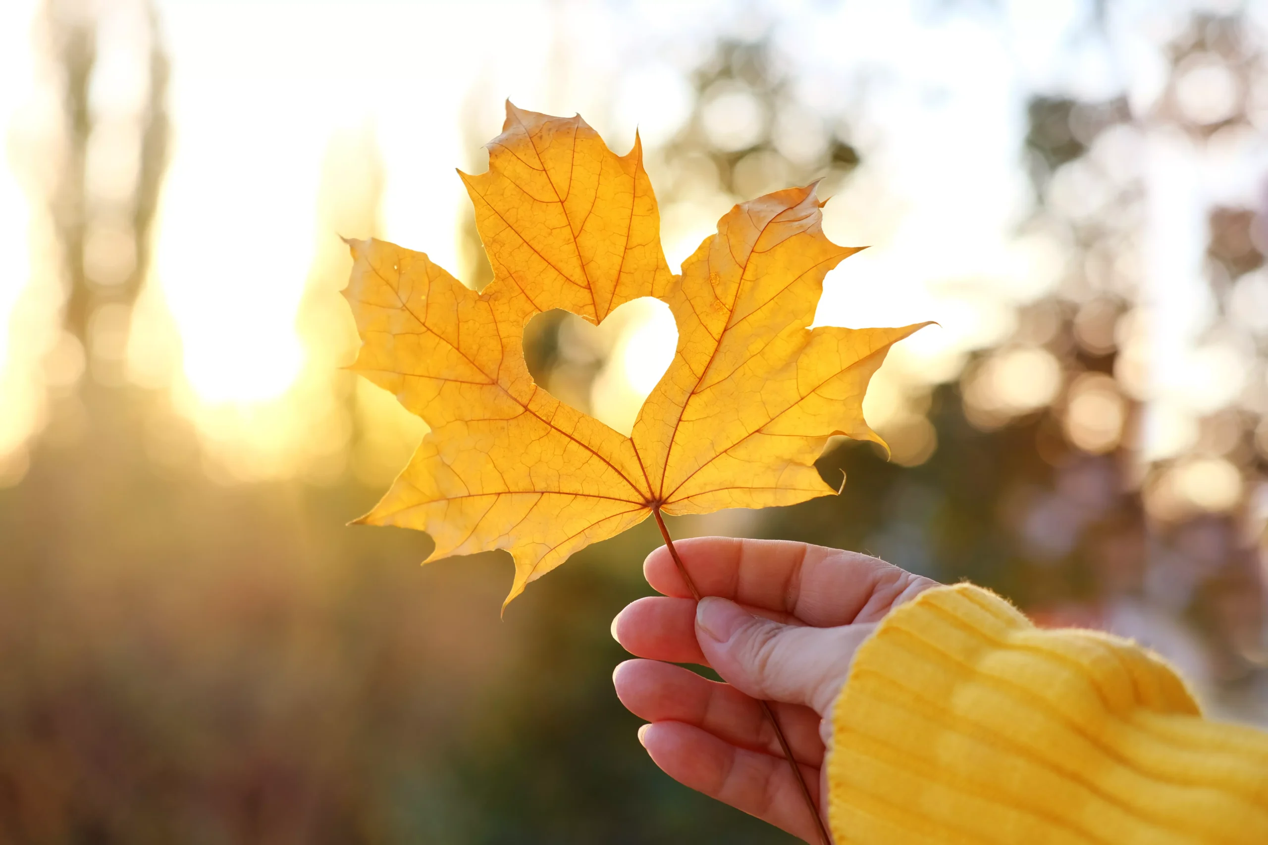 Stimmungsbild_Blatt mit Herz